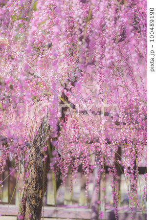 結城神社 枝垂れ梅 100489190