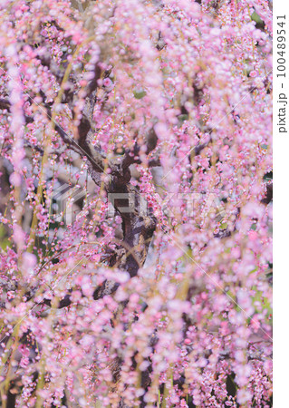 結城神社 枝垂れ梅 結城神社 枝垂れ梅 100489541