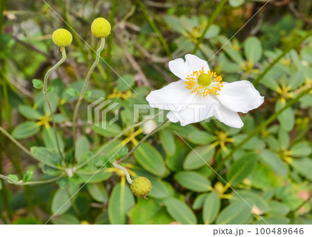 White decorative flower on green leaves background 100489646