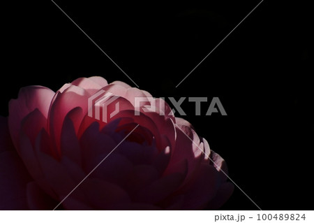 妖艶な花 八重の椿 東京都町田市 芹が谷公園 妖艶な花 八重の椿 東京都町田市 芹が谷公園 100489824