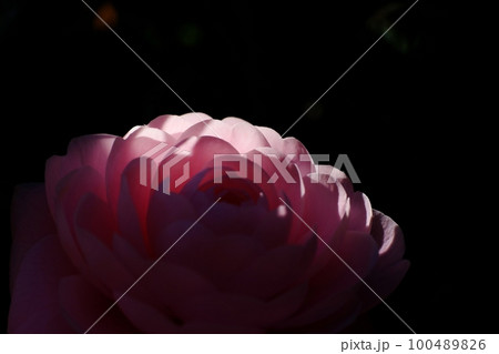 妖艶な花　八重の椿　東京都町田市　芹が谷公園 100489826