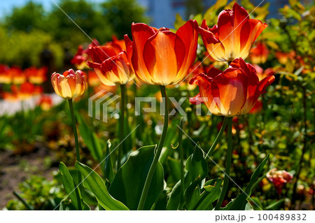 Wonderful red yellow tulips planted in a row in a city park Wonderful red yellow tulips planted in a row in a city park 100489832