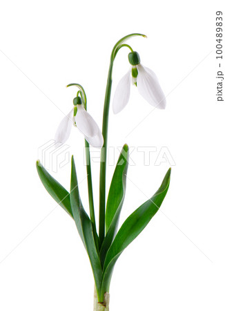 Snowdrop flowers isolated on white background. Beautiful spring flowers. Snowdrop flowers isolated on white background. Beautiful spring flowers. 100489839