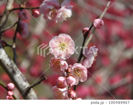 薄紅色の梅花 100489907