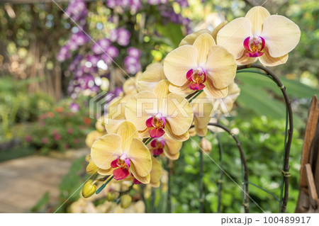 The Yellow colour Phalaenopsis orchid in garden. The Yellow colour Phalaenopsis orchid in garden. 100489917