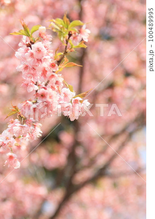 満開の桜 ふんわりの桜 サクラ 開花 春イメージ 満開の桜 ふんわりの桜 サクラ 開花 春イメージ 100489995
