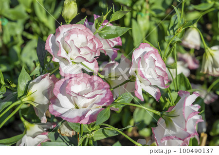 The Lisianthus flowers. The soft pink rose flowers are blooming in the soft morning sunlight 100490137