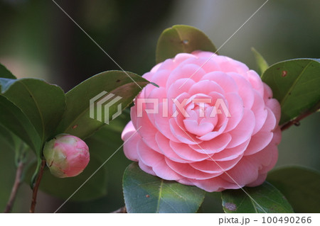 八重咲の椿　椿の花　千重咲の椿 100490266