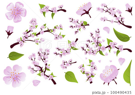 Set of branch of sakura with flowers and leaves. Spring sakura cherry blooming flowers, pink petals and branches vector set 100490435