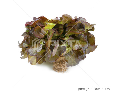 The Red oak leaf lettuce with roots isolated on white background. 100490479