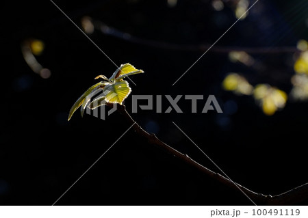 カシナガ捕獲大作戦のなか芽生えた若葉　　東京都町田市　芹が谷公園 100491119