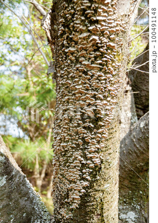 キノコ(白色腐朽菌)の生えた桜の老木 キノコ(白色腐朽菌)の生えた桜の老木 100491148