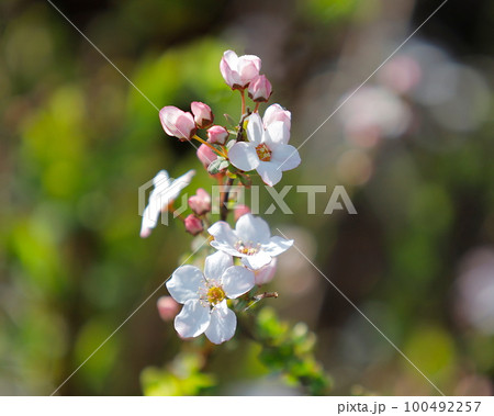 蕾が可愛いピンクユキヤナギの花 蕾が可愛いピンクユキヤナギの花 100492257