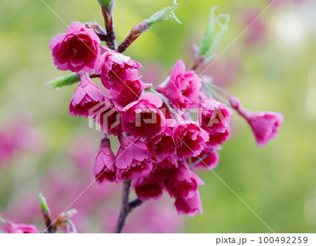緑の中で咲く鮮やかな緋色の寒緋桜 緑の中で咲く鮮やかな緋色の寒緋桜 100492259
