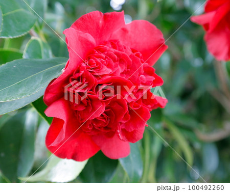バラのような紅荒獅子という椿 100492260
