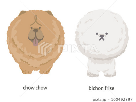正面を向いたチャウチャウとビションフリーゼ 正面を向いたチャウチャウとビションフリーゼ 100492397