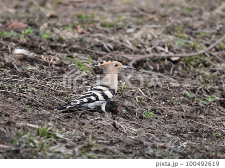 ヤツガシラ 100492619