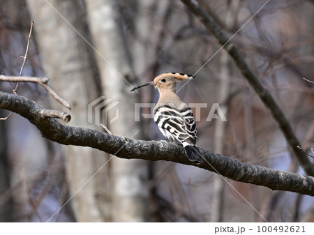 ヤツガシラ ヤツガシラ 100492621