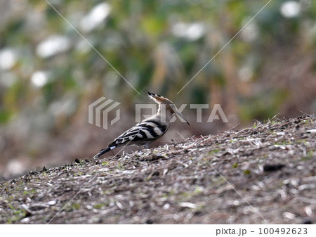 ヤツガシラ 100492623