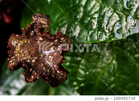 Hairy Chafer scarab on the seed pot of Congo fig Hairy Chafer scarab on the seed pot of Congo fig 100492716