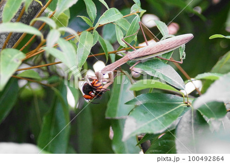 まとめ売りのみ‼️】だんごむし すずめばち かまきり 多数 大量の