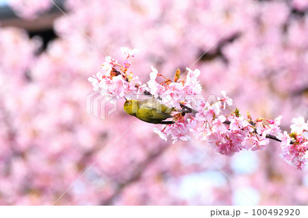 メジロと河津桜 100492920