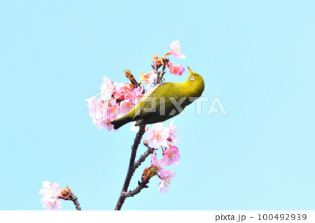 メジロと河津桜 100492939