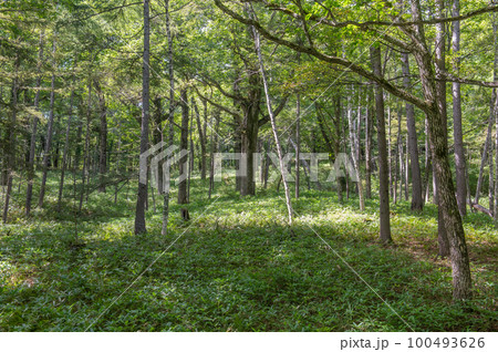 奥日光　小田代ヶ原　散策 100493626