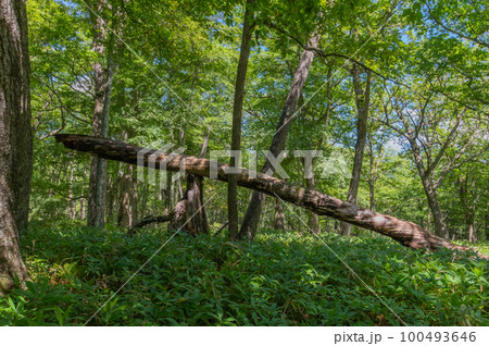 奥日光　小田代ヶ原　散策 100493646