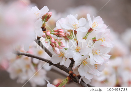 満開の桜　ふんわりの桜　サクラ　開花　春イメージ 100493783