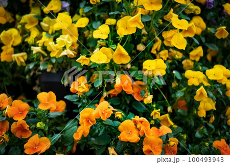 道端の花壇に咲いている黄色とオレンジ色のパンジーの花が可愛い 道端の花壇に咲いている黄色とオレンジ色のパンジーの花が可愛い 100493943