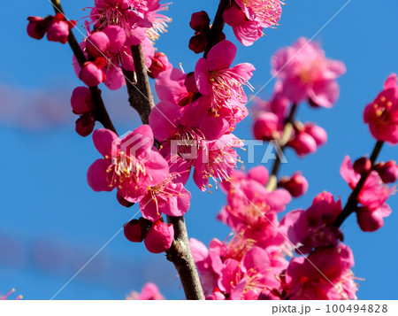 Plum blossom inner back - Stock Photo [61894820] - PIXTA