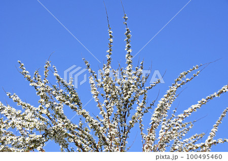 ユキヤナギ（雪柳） 100495460