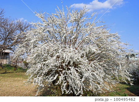 ユキヤナギ(雪柳) ユキヤナギ(雪柳) 100495462