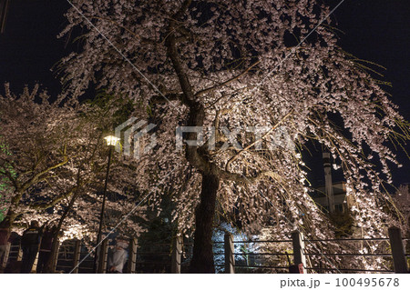 220412中橋夜桜z076 220412中橋夜桜z076 100495678