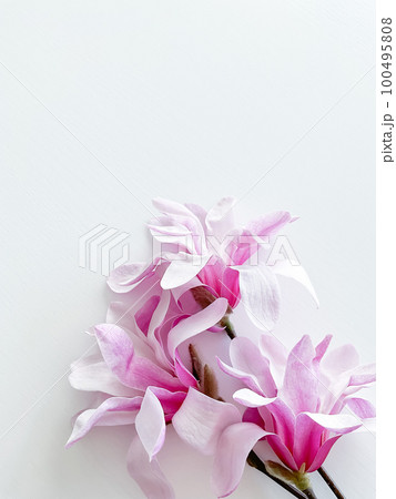 Closeup photo of pink magnolia flowers, isolated Closeup photo of pink magnolia flowers, isolated 100495808