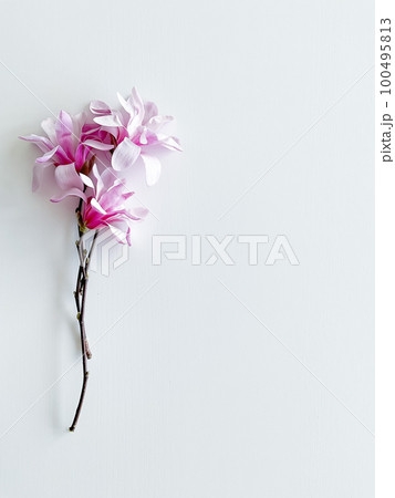 Closeup photo of pink magnolia flowers, isolated Closeup photo of pink magnolia flowers, isolated 100495813