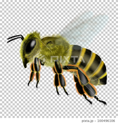 bee image 100496106