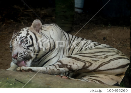 Close up white tiger is sit down and rest on floor Close up white tiger is sit down and rest on floor 100496260