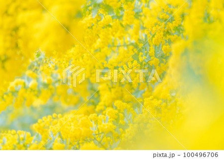 ミモザ・春の花 イメージ 100496706