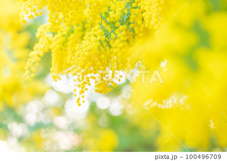 ミモザ・春の花 イメージ 100496709