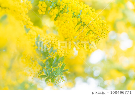 ミモザ・春の花 イメージ ミモザ・春の花 イメージ 100496771