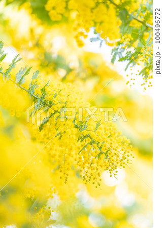 ミモザ・春の花 イメージ 100496772