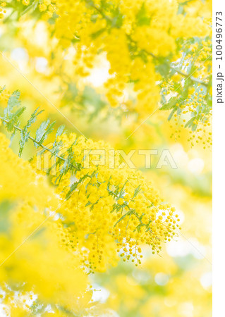 ミモザ・春の花 イメージ ミモザ・春の花 イメージ 100496773