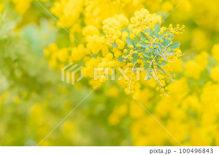 ミモザ・春の花 イメージ 100496843