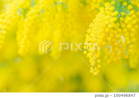 ミモザ・春の花 イメージ ミモザ・春の花 イメージ 100496847