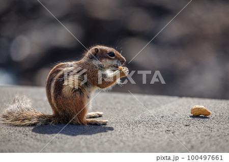Chipmunk is a cute attraction on Fuerteventura 100497661
