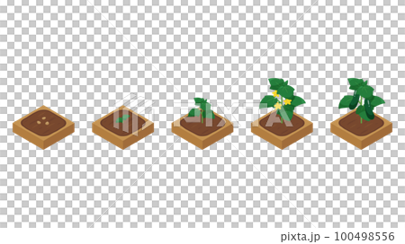 農場ゲームのイラスト_成長するきゅうり_アイソメトリック 100498556