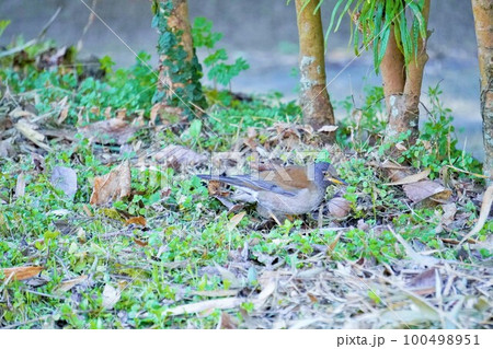 藪で枯草の下の虫を探す野鳥、シロハラ 100498951
