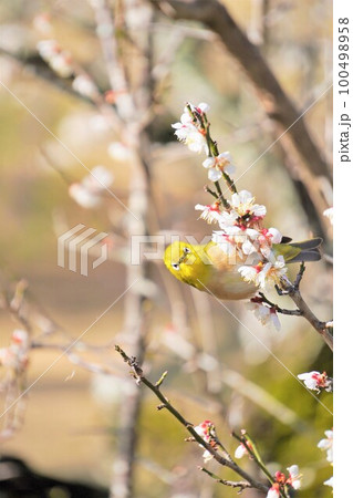 白梅の花の枝にとまり、こちらを見つめる1羽の緑色の小鳥、メジロ、縦位置 100498958
